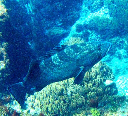 Lomng-finned-eel