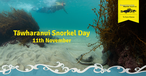 Tawharanui Snorkel Day banner 2023