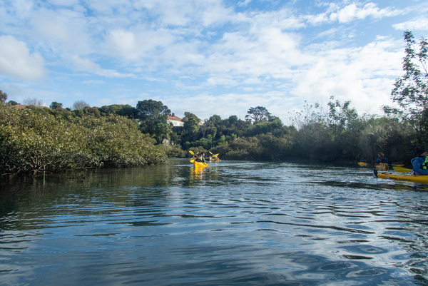 Kayaking in motu manawa marine reserve